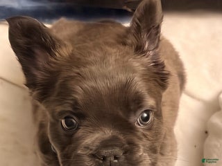 French Bulldog dogs Sumo - Ad 14