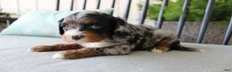 Cavapoo dogs for sale: Buttercup - Ad 6