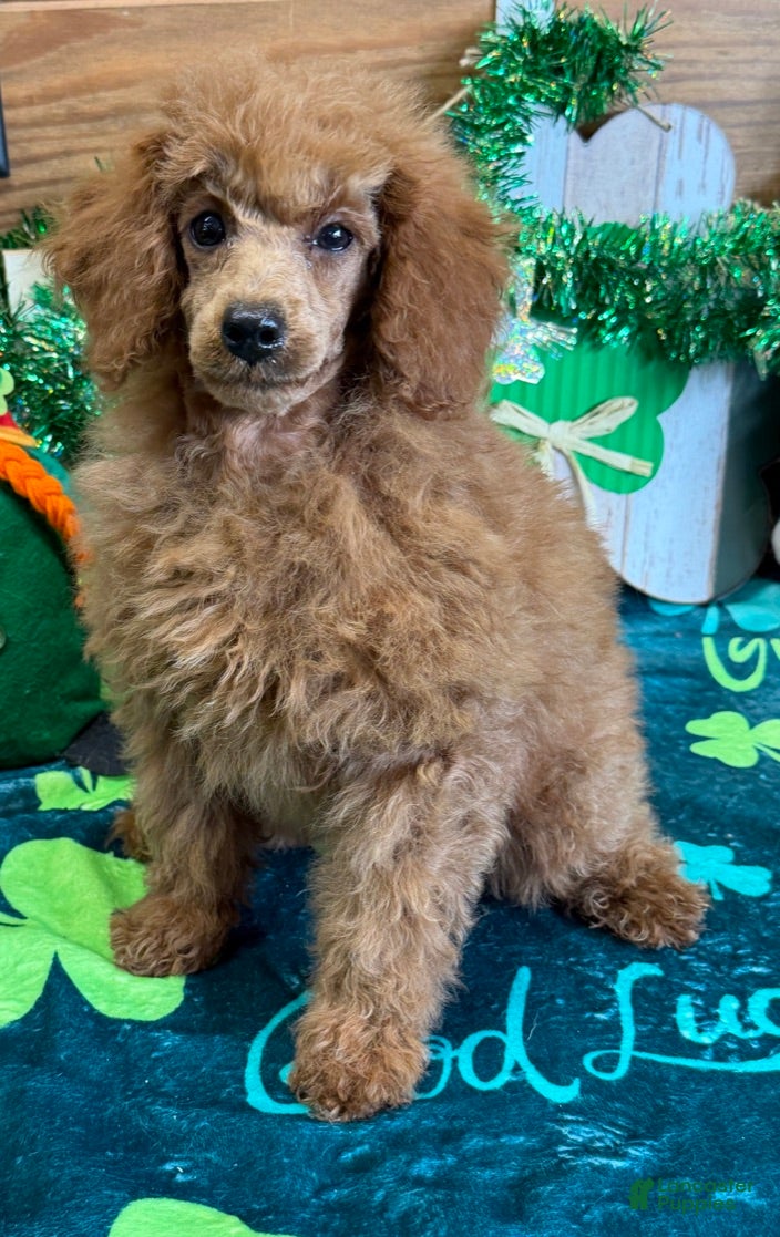 Toy Poodle dogs Landon - Ad 34