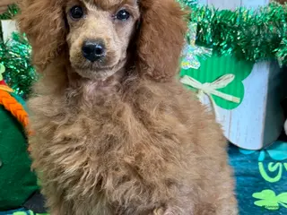 Toy Poodle dogs Landon - Ad 34