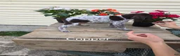 German Shorthaired Pointer dogs for sale: Copper - Ad 3