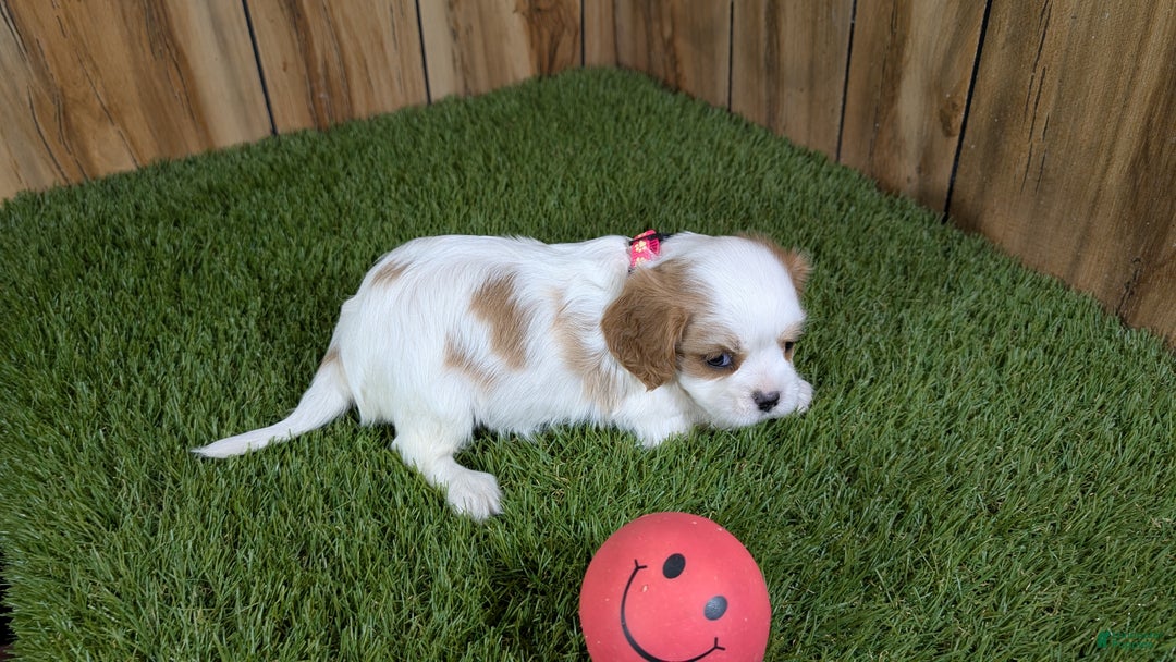 Cavalier King Charles Spaniel dogs for sale: Sally Girl 3 - Ad 3