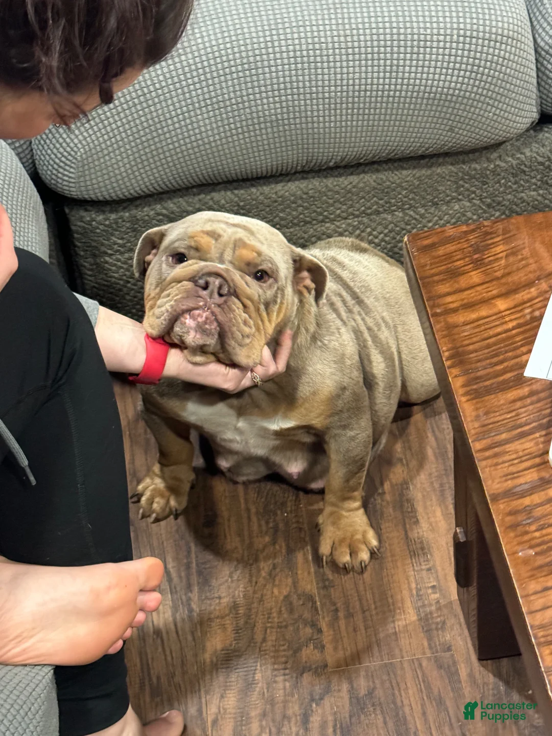 English Bulldog dogs for sale: Chocy - Ad 7