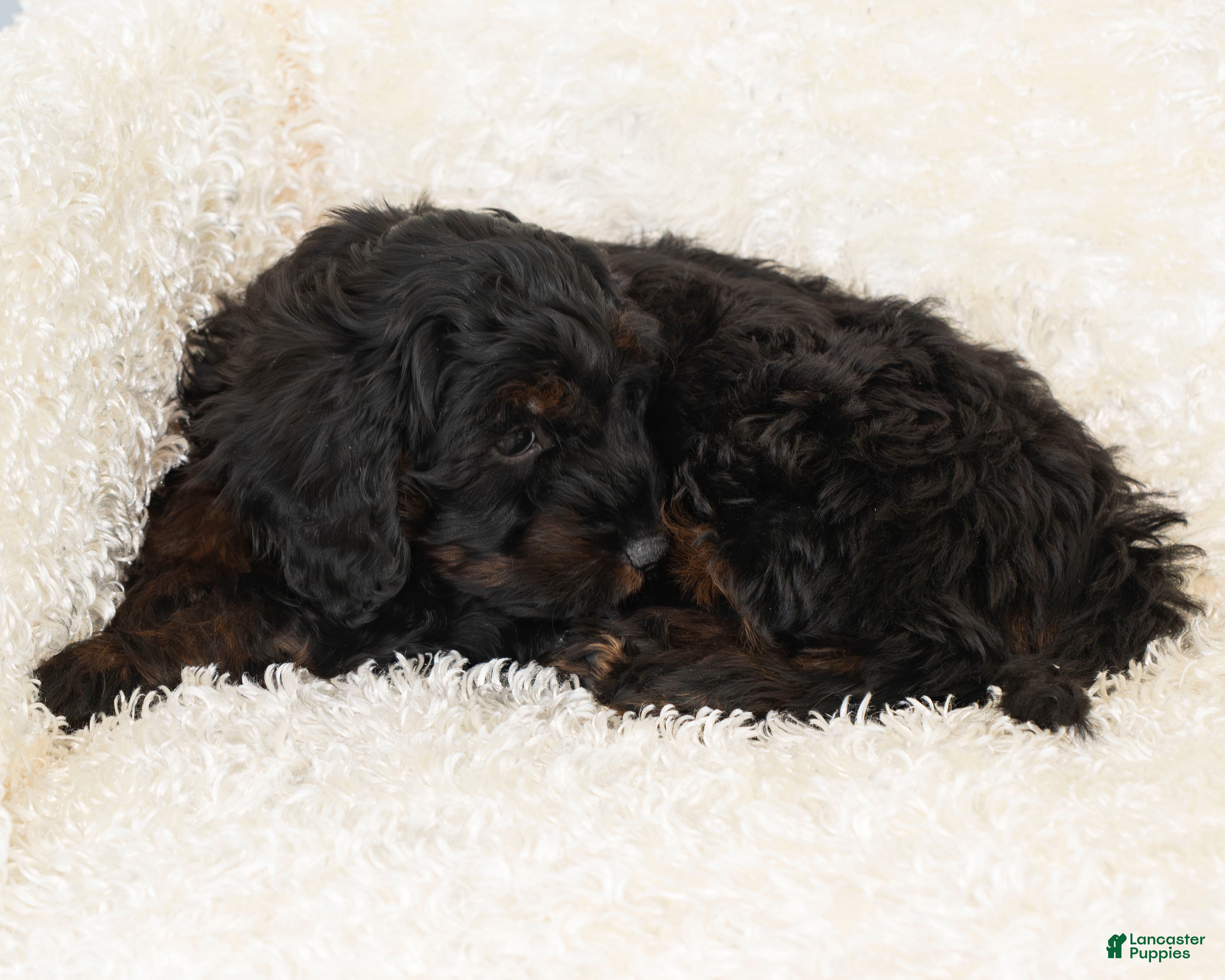 Goldendoodle dogs Dusty - Ad 2