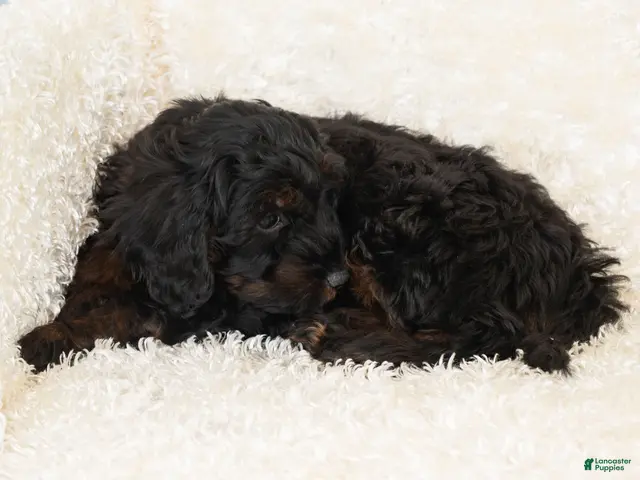 Goldendoodle dogs for sale: Dusty - Ad 2