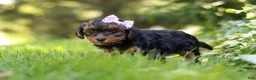 Yorkiepoo dogs for sale: Ariel - Ad 6