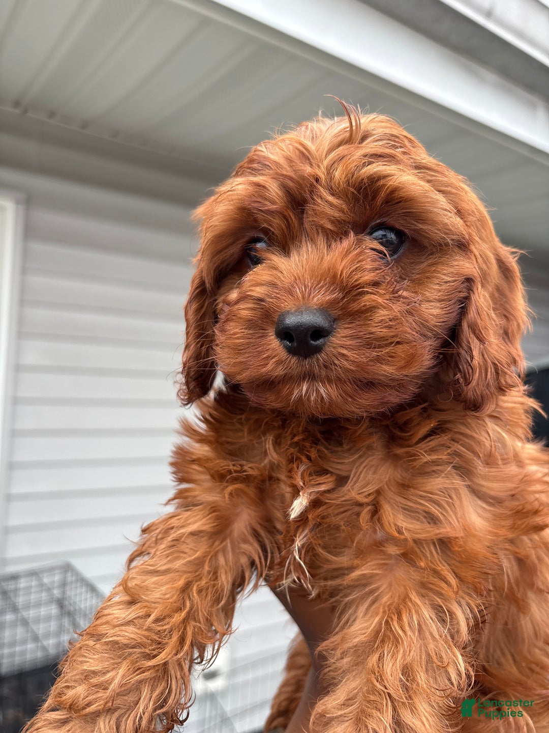 Maltipoo dogs for sale: Tiny Tia  - Ad 2