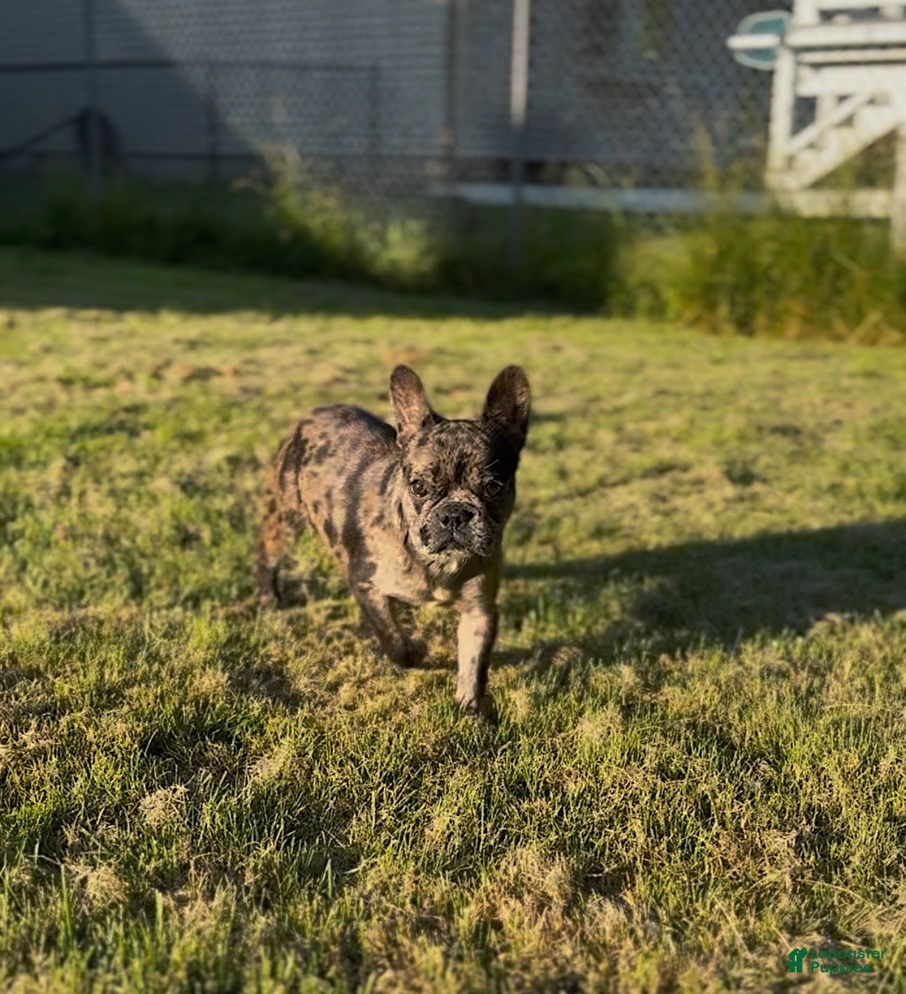 French Bulldog dogs Stormi - Ad 9