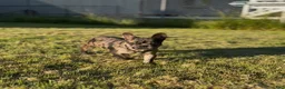 French Bulldog dogs for sale: Stormi - Ad 1