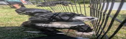 Mixed Breed dogs for sale: Reed - Ad 7