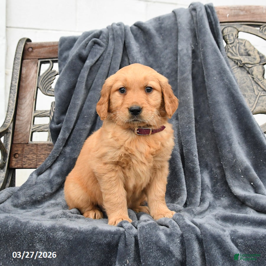Golden Retriever dogs Bella   - Ad 2