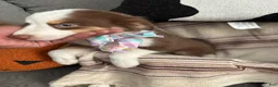 Australian Shepherd dogs for sale: Bella - Ad 4