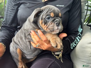 English Bulldog dogs English Bulldog Puppy 5 - Ad 1