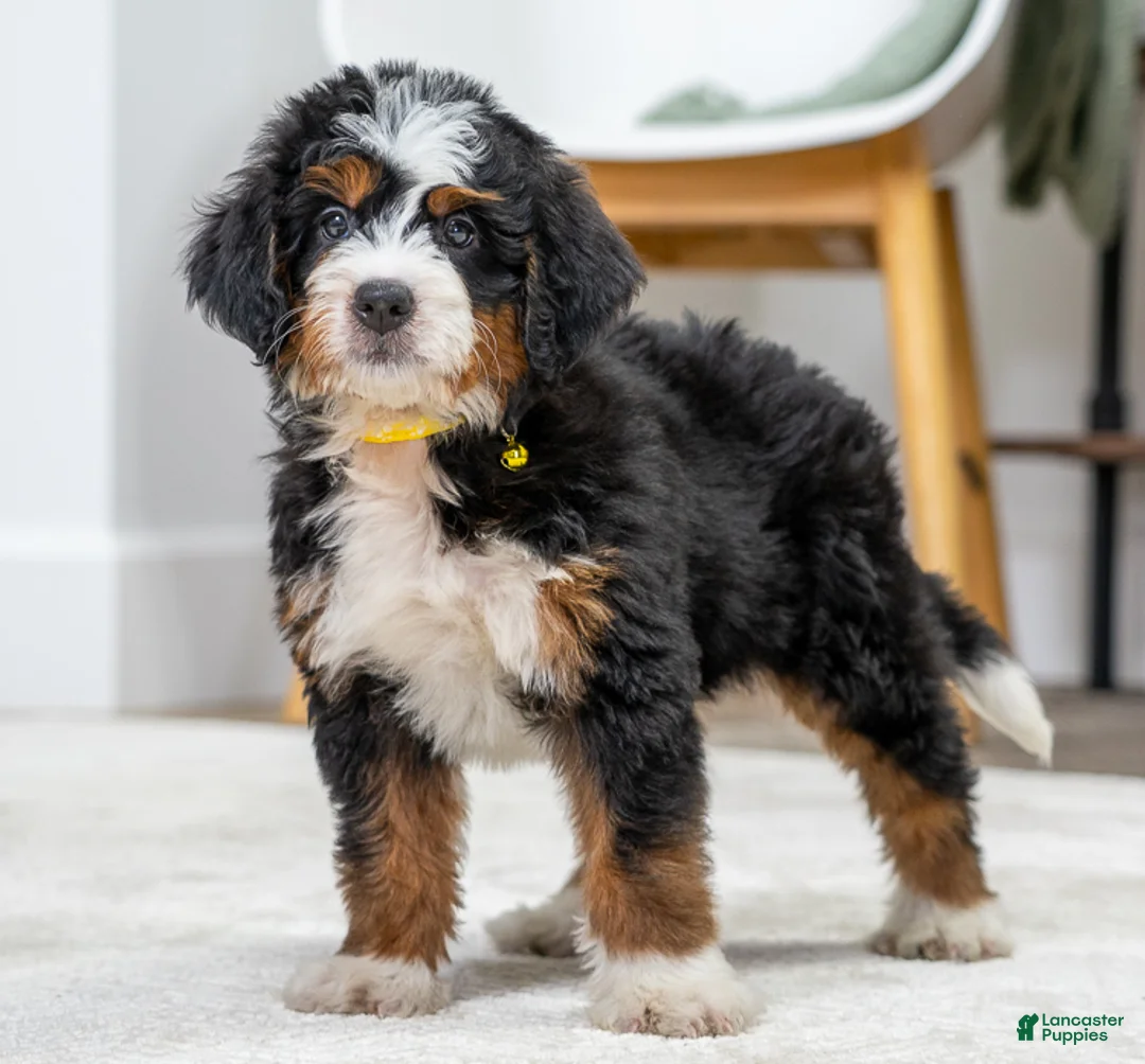 Mini Bernedoodle dogs for sale: Harley - Ad 2