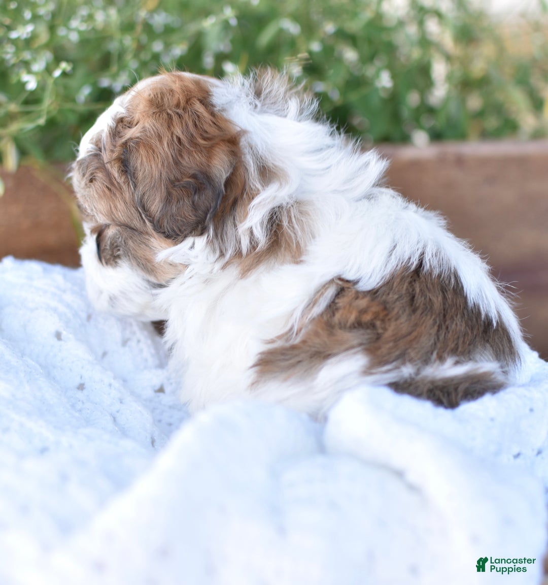 Mixed Breed dogs for sale: Diamond - Ad 7