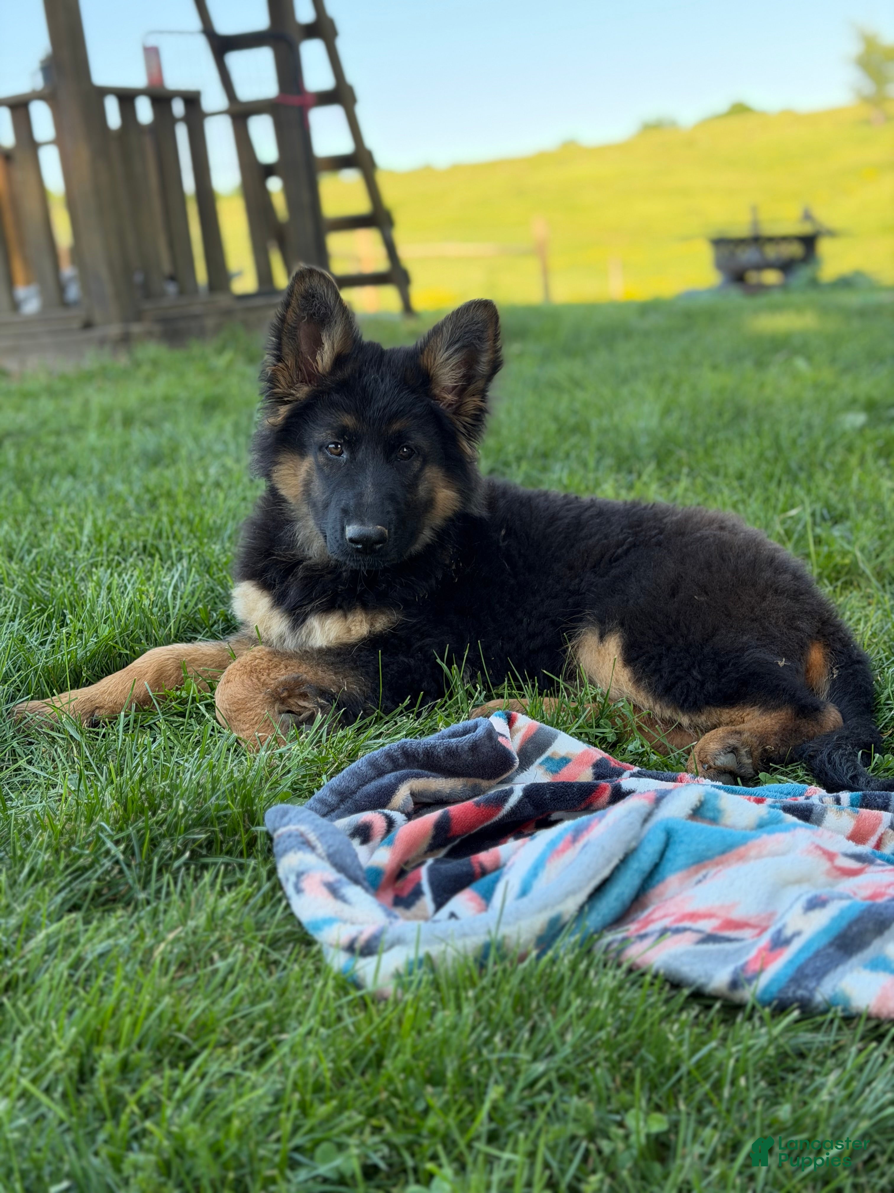 German Shepherd dogs Nova - Ad 1
