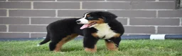 Bernese Mountain Dog dogs for sale: Maggie - Ad 11