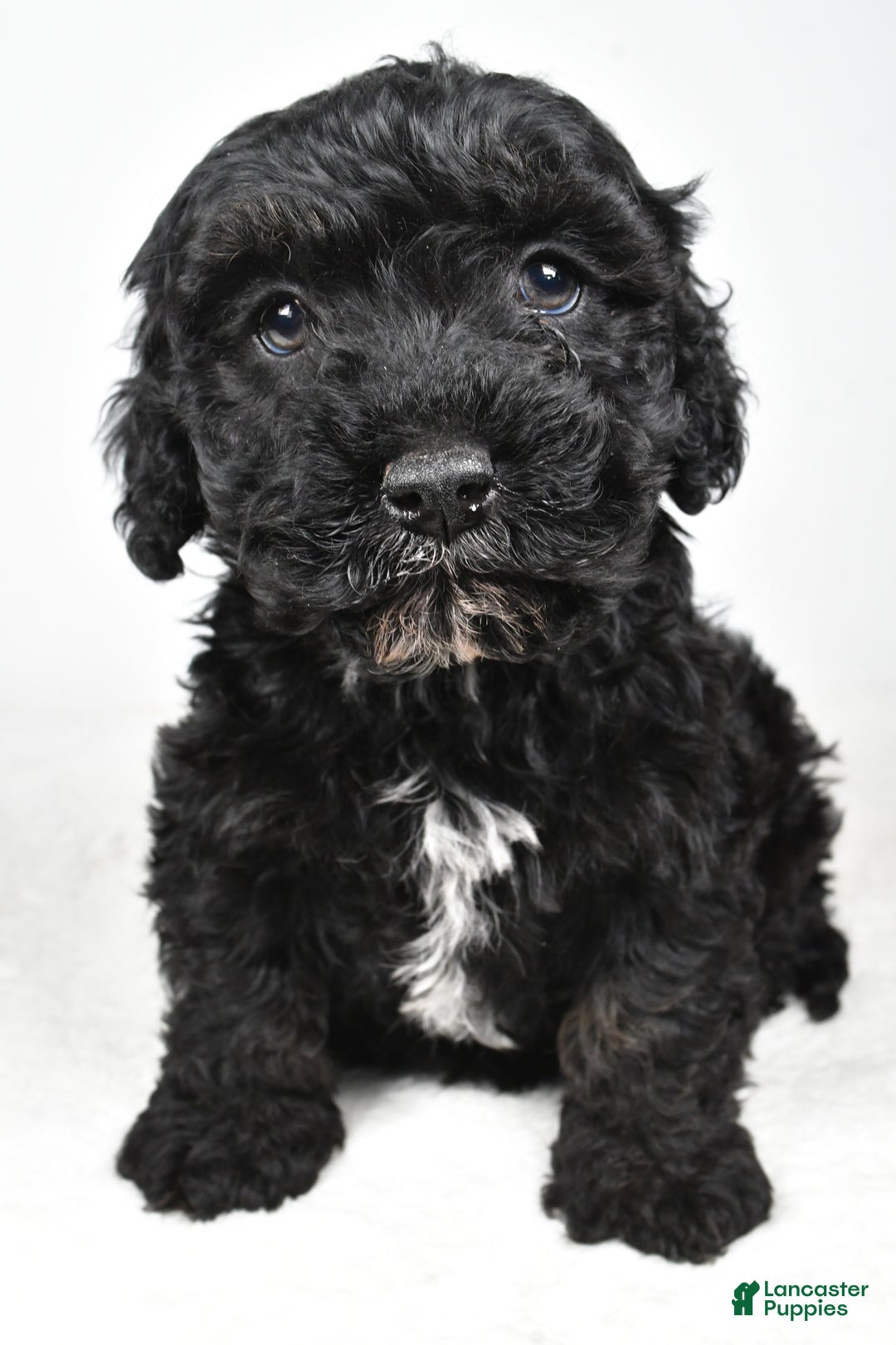 Cockapoo dogs for sale: Baker - Ad 1