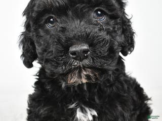 Cockapoo dogs Baker - Ad 23