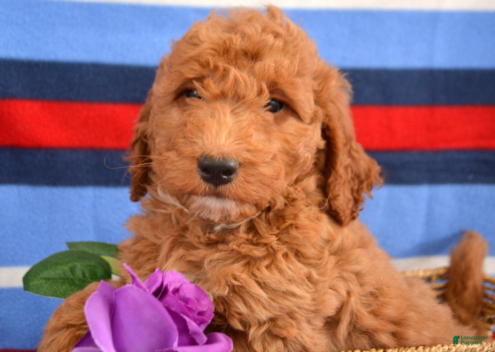 Goldendoodle dogs Mini Goldendoodle Puppy 3 Elmo - Ad 37