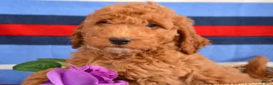 Mini Goldendoodle Puppy 3 Elmo