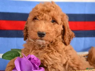 Goldendoodle dogs Mini Goldendoodle Puppy 3 Elmo - Ad 37