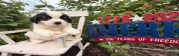 Saint Bernard dogs for sale: Betsy  - Ad 4