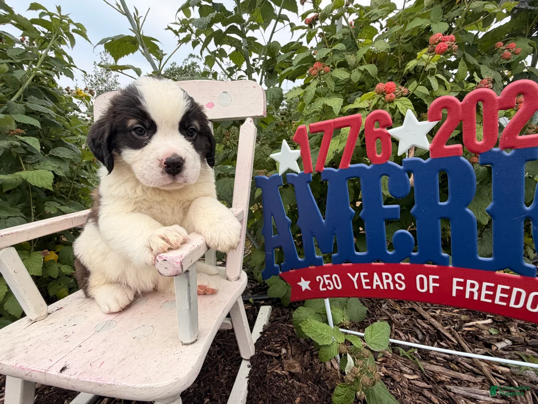 Saint Bernard dogs for sale: Betsy  - Ad 4