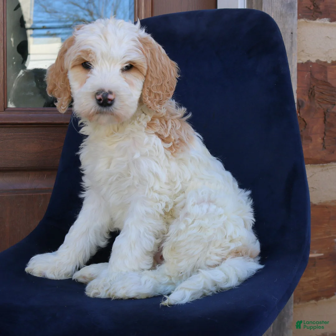 Goldendoodle dogs for sale: Parker  - Ad 1
