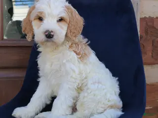 Goldendoodle dogs Parker - Ad 12