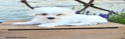 Mixed Breed dogs for sale: Elias - Ad 4
