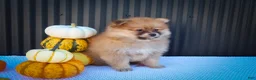 Pomeranian dogs for sale: Milly🩷  - Ad 9
