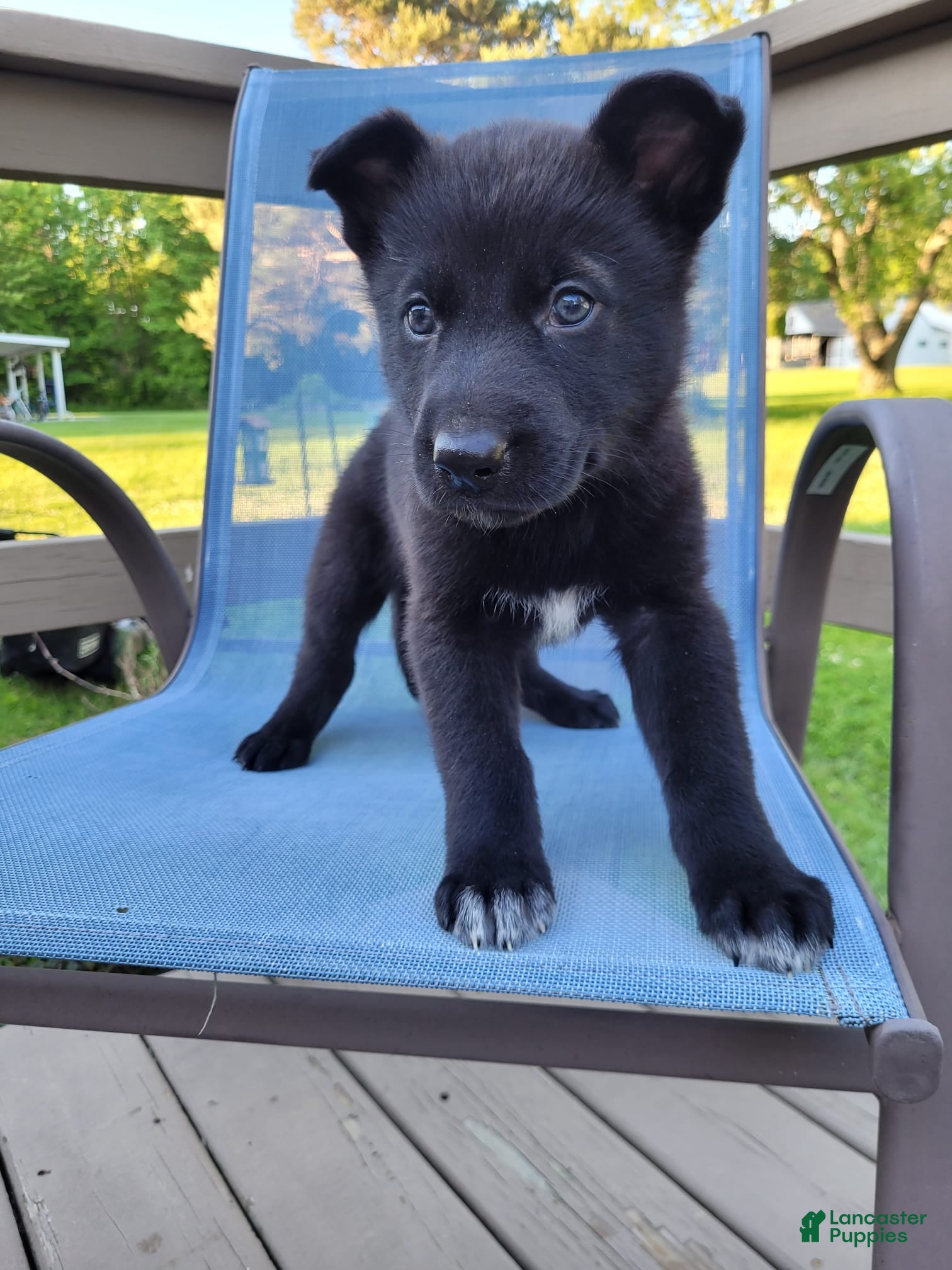 Mixed Breed dogs Loki - Ad 2
