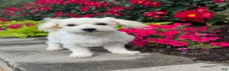 Mixed Breed dogs for sale: Labanon - Ad 3