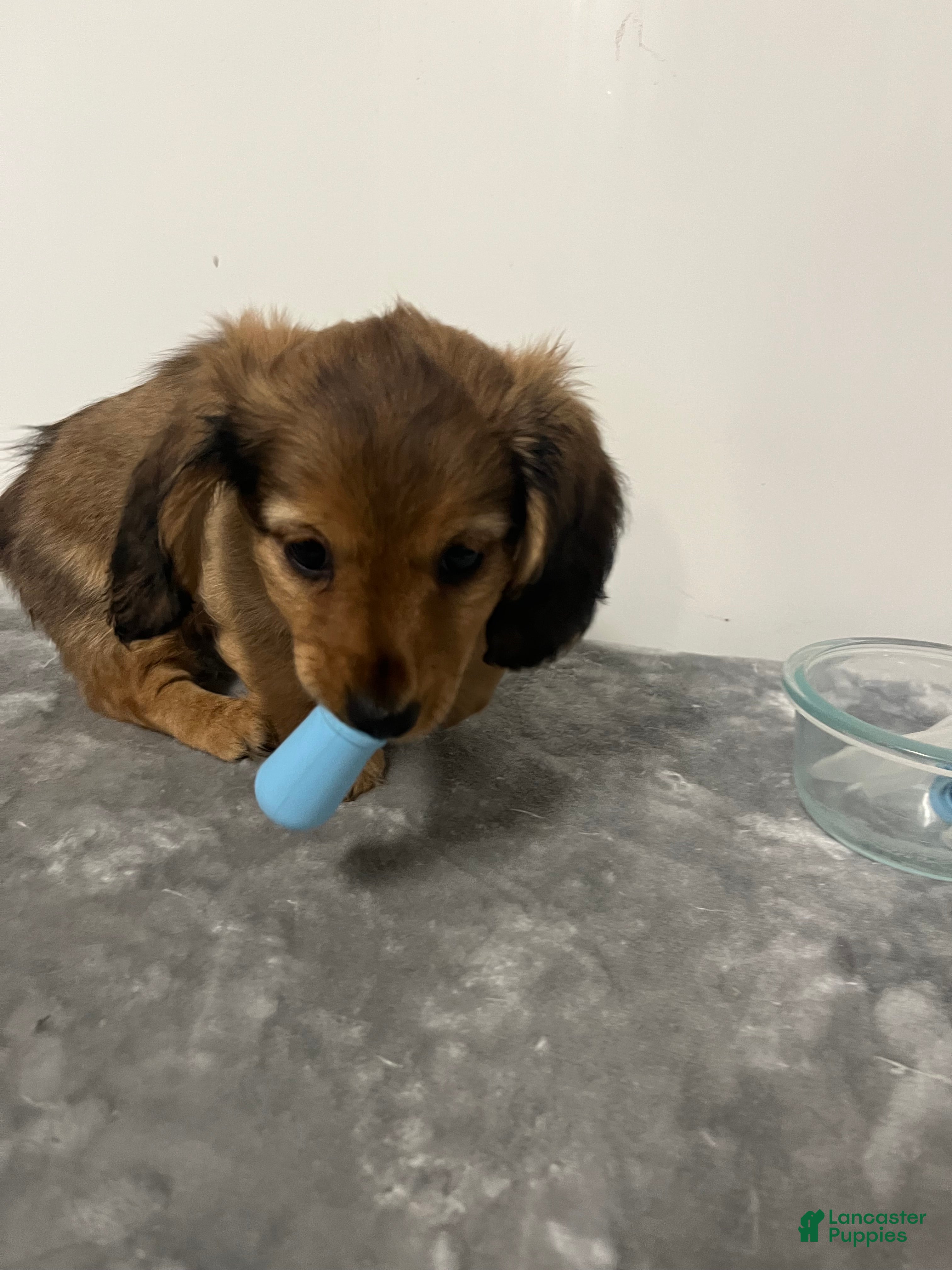 Miniature Dachshund dogs Miniature Dachshund oscar - Ad 1