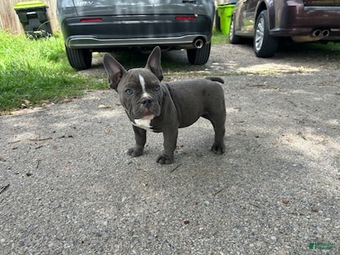 American Bully dogs Ricky - Ad 1