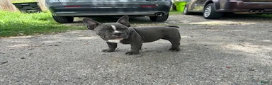 Ricky
