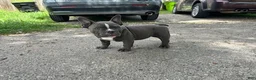 American Bully dogs for sale: Ricky - Ad 1