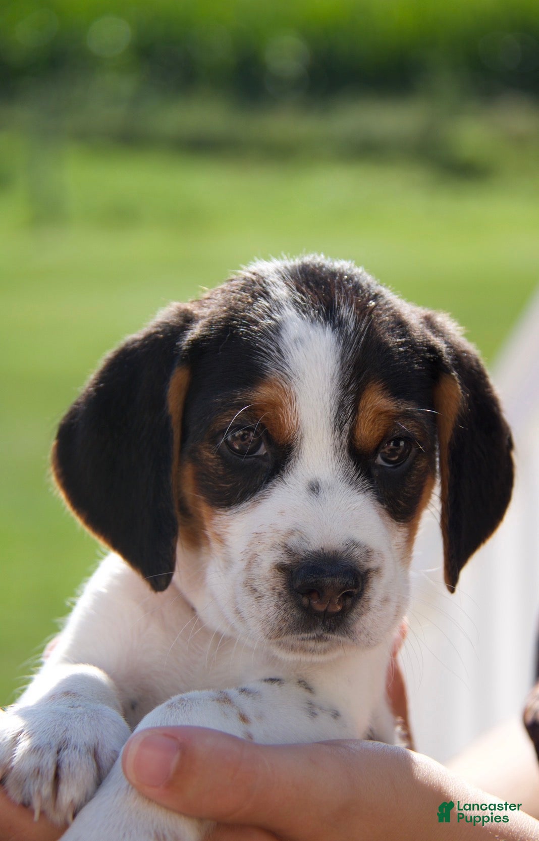 Mixed Breed dogs Mixed Breed 2 - Ad 1