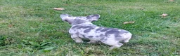 French Bulldog dogs for sale: Zoey - Ad 3