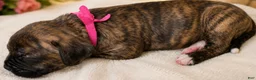Mixed Breed dogs for sale: American Corso Hot Pink Collar - Ad 3