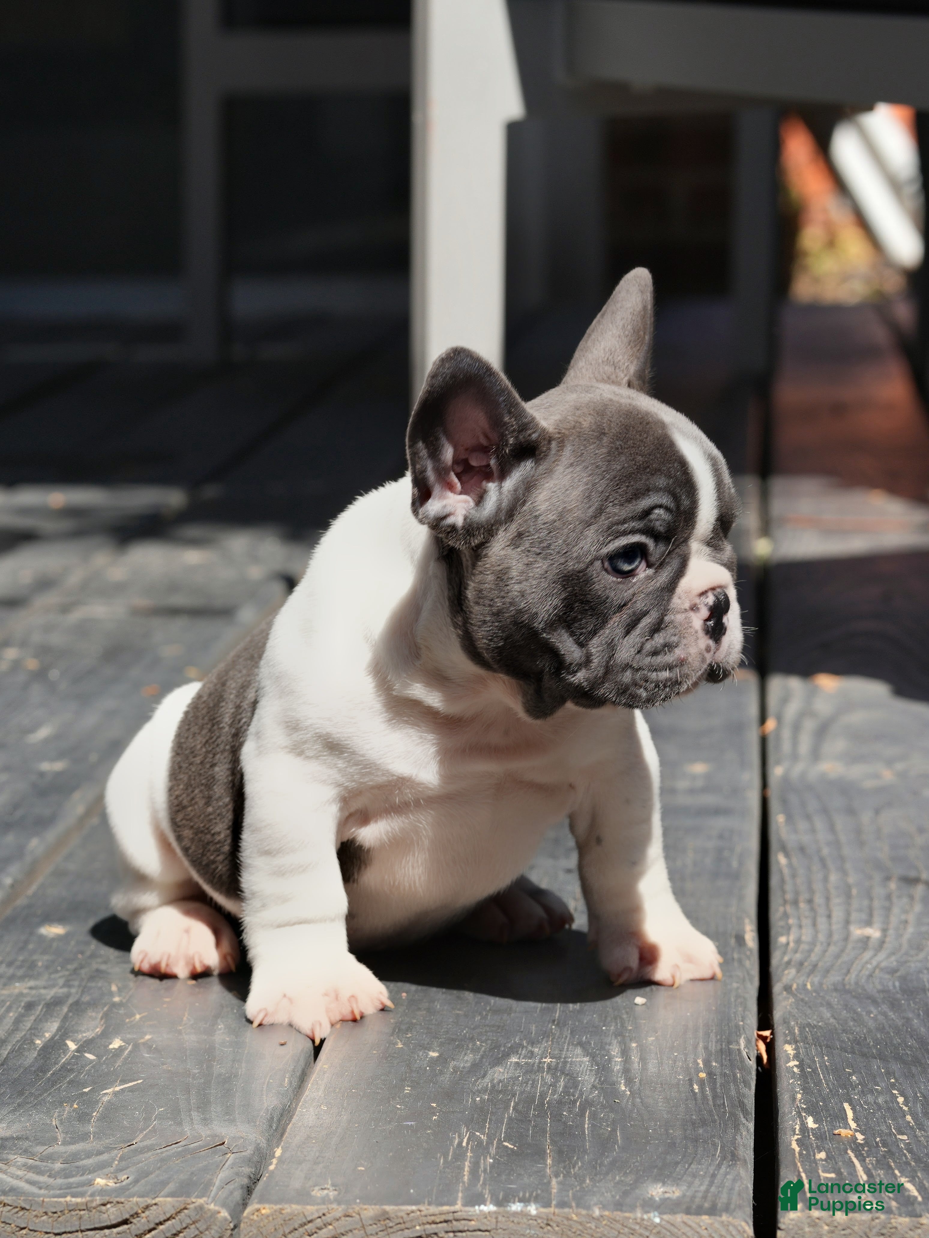 French Bulldog dogs Blue Moo - Blue Pied - Ad 2