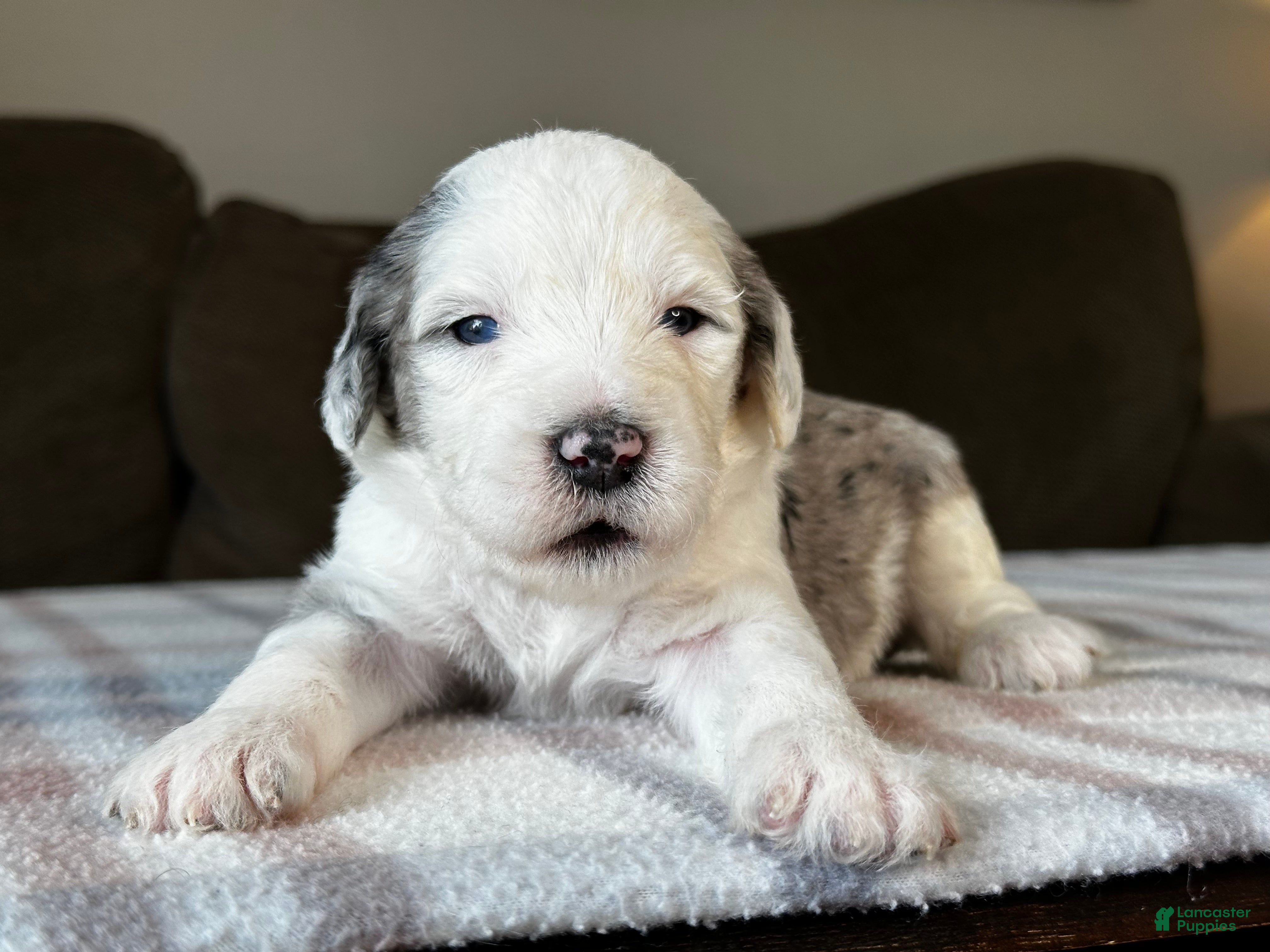 Sheepadoodle dogs Merle Female 1 - Ad 1