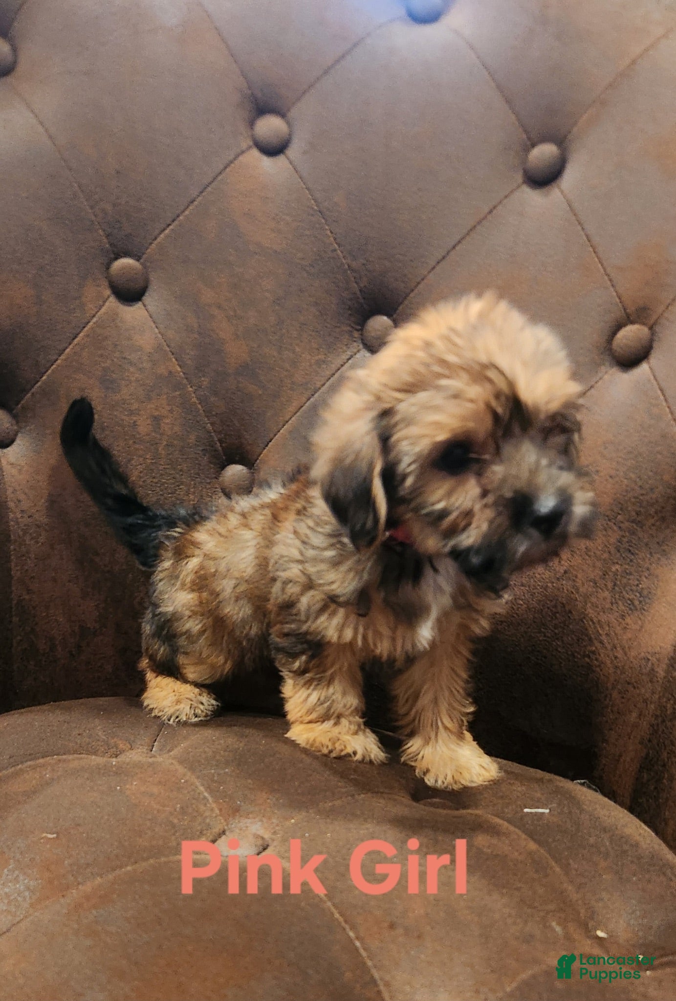 Shorkie dogs Shorkie 3 - Ad 2