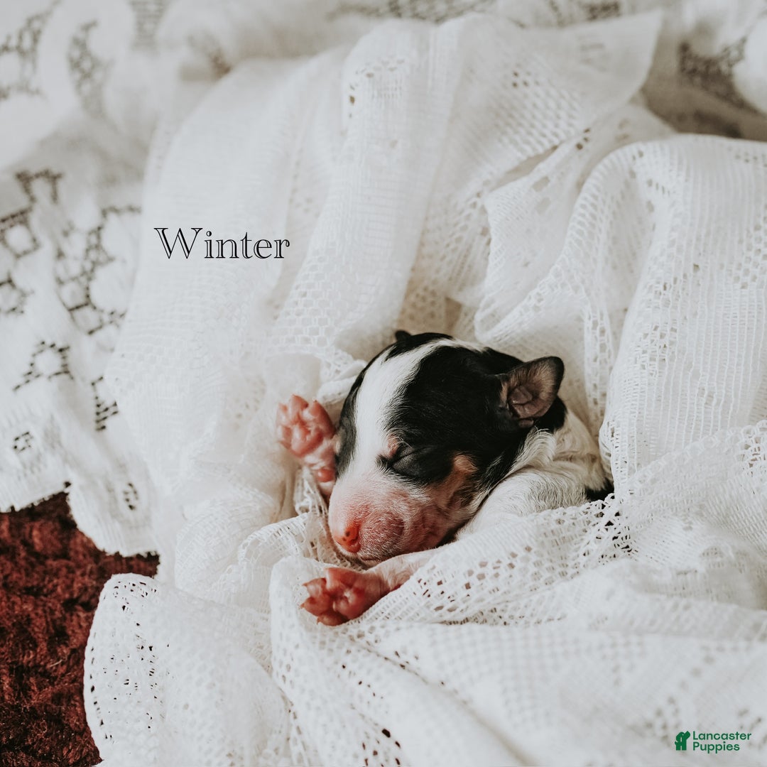 Standard Poodle dogs for sale: Winter - Ad 2