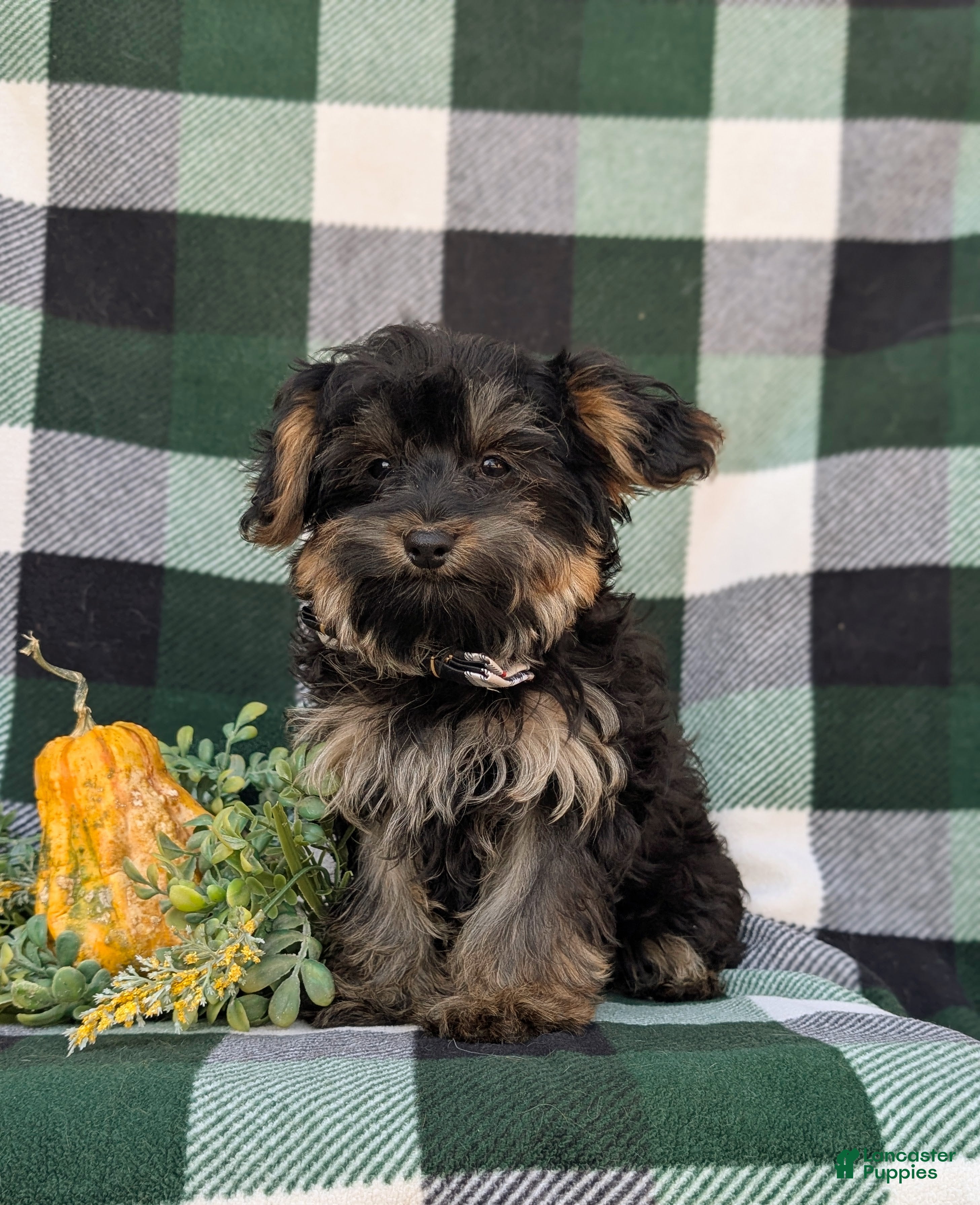 Yorkiepoo dogs for sale: Conroy - Ad 1