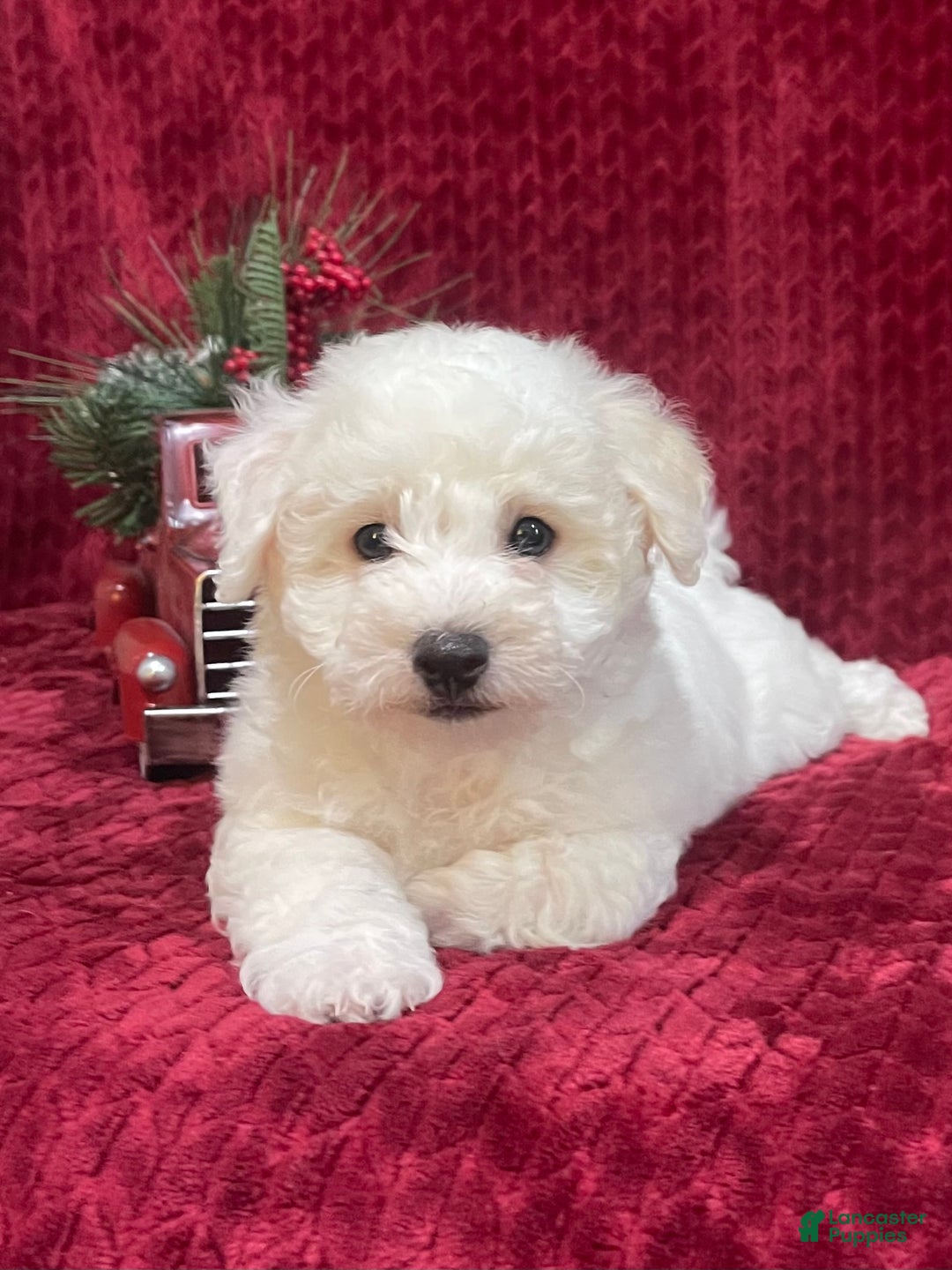 Bichon Frise dogs for sale: Roscoe - Ad 3