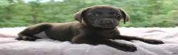Labrador Retriever dogs for sale: Blossom - Ad 3