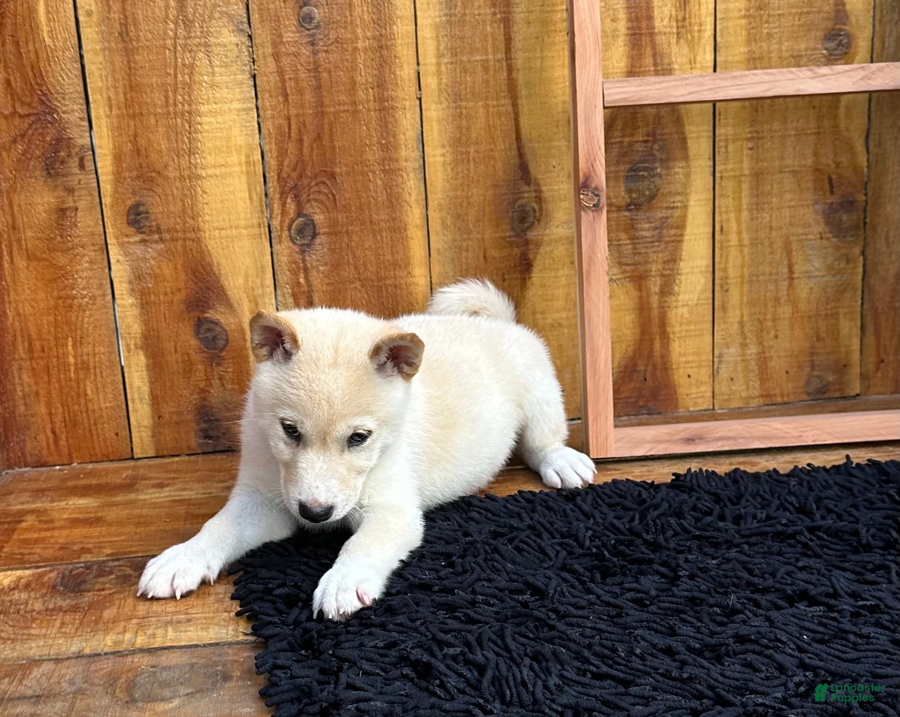 Shiba Inu dogs Shiba Inu Puppy 5 - Ad 1