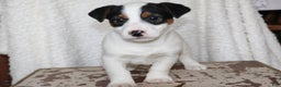 Jack Russell Terrier dogs for sale: Santa - Ad 4